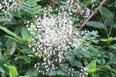 Pterolobium hexapetalum